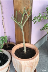 9661bfc4-IMG_8351 Limun.jpg